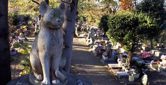 У Києві збудують кладовище для тварин, щоб припинити стихійні похованні домашніх улюбленців